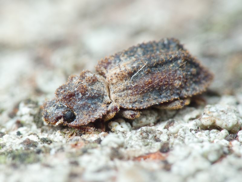 Endophloeus exculptus Germar, 1847